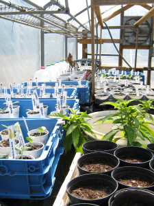 Seedlings growing in the greenhouse.